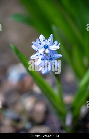 Eine leuchtend blaue Hyazinthblüte, die Hyacinthoides aristidis genannt wird Stockfoto