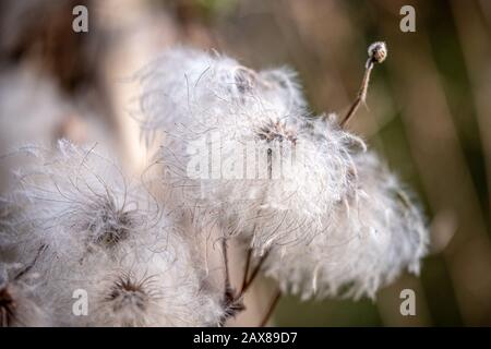 Flauschige weiße Clematis serratifolia mit verschwommenem Hintergrund Stockfoto