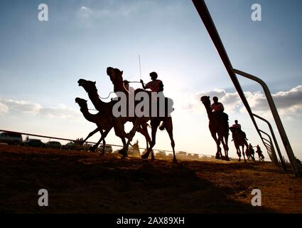 Kamelrennen in Dubai, VAE. Stockfoto