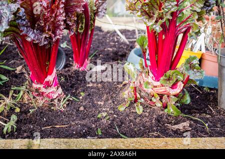 Die leuchtend roten essbaren Stiele und Blätter von Swiss oder Ruby Chard Galaxy F1 wachsen in einem erhöhten Pflanzgefäß in der Nähe des Hauses und die Bereitstellung gesundheitsförderender Nahrung in der Mitte des Winters Stockfoto