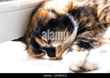 Kopf einer dreifarbigen Katze aus der Nähe Stockfoto