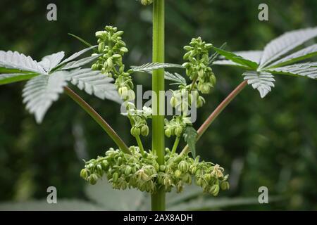 Männliche Cannabispflanzen blühen dicht auf Stockfoto