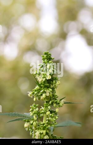 Männliche Cannabispflanzen blühen dicht auf Stockfoto