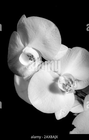 Ein Schwarz-Weiß-Foto von Orchideen auf dem Kew Gardens Orchids Festival, Großbritannien Stockfoto
