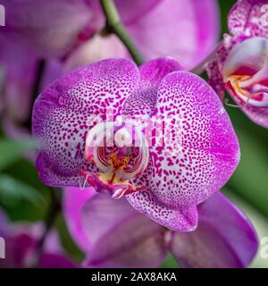 Ein quadratisches Foto von pinkfarbenen und weißen Orchideen auf dem Kew Gardens Orchids Festival, Großbritannien Stockfoto