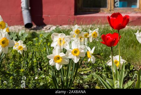 Narzisse Narzissen Und Tulpen Rote Tulpe Und Weissen Narzissen Narzisse Auf Sonneneinstrahlung Tulpe Und Narzisse Tapete Bulgarische Flagge Farben Stockfotografie Alamy