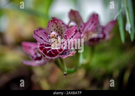 Pinkfarbene und weiße Orchideen mit verschwommem Hintergrund beim Kew Gardens Orchids Festival, Großbritannien Stockfoto