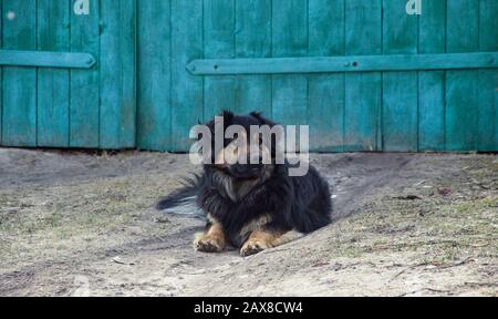 Auf dem Gras liegt ein schwarzer Hund Stockfoto