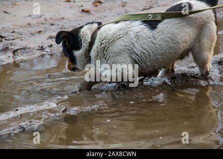 Schwarz-weißer Hund in Pfütze und Schmutz Stockfoto