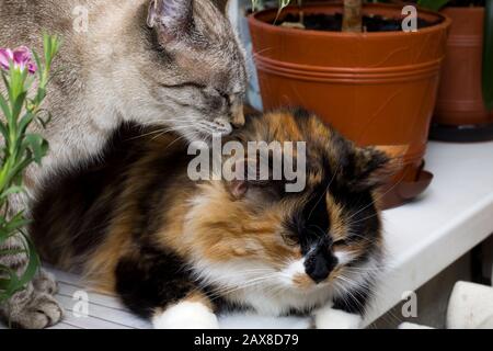 Graue und dreifarbige Katzen auf der Fensterbank Stockfoto