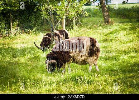 Zwei Jacob Schafe weideten in einem Wildtshire Paddock und zeigten ihre charakteristischen zufällig gemusterten Wollmäntel Stockfoto