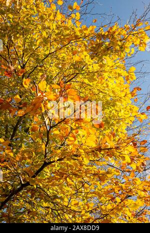 Schöne goldgelbe Blätter an einem englischen buchen im späten Herbst Großbritannien Stockfoto