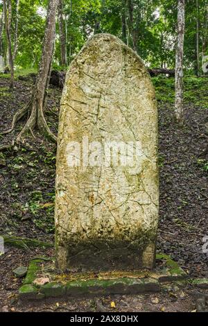 Stela im Regenwald in Caracol, Maya-Ruinen, Chiquibul Plateau, Cayo District, Belize Stockfoto