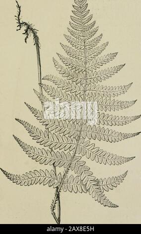 Der Farngarten: Wie man ihn macht, hält und genießt; oder die Farnkultur leicht gemacht. POLTSTICHUM ^XGULAEE. I British Ferns. 91 /^. ?yd V, ^ POLTPODiril PHE&0PEEI5. Der Fern Garden. Liegt in schattigen Gassen , an trockenen Steinmauern in staubigen Straßen, wo es nicht viel Schatten für ihn gibt^ und bedeckt häufig eine alte Ziegelmauer wie mit einem Filz aus kleinen Gelbschnuppen. Wenn man zwischen den Backsteinen innerhalb von awellj wächst und seine riesigen Zungen in Richtung Thewater hinunterlegt^, ist es ein wunderbares Objekt^ und ein guter Begleiter zu den wahren Maidenhaaren^, die in einer ähnlichen Position aufblühen werden. Die Art und alle Sorten mA Stockfoto