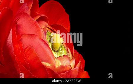 Auffälliger roter Butterbecher blüht Herz, edle Kunst Stillleben von einer einzigen isolierten Blüte, detailreiche Textur, schwarzer Hintergrund Stockfoto