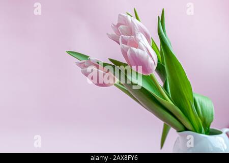 Blumenstrauß mit pinkfarbenen Tulpen für den Urlaub. Tag der Frau, Valentinstag, Namenstag. Auf pinkfarbenem Hintergrund. Kopierbereich Stockfoto