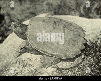 Zoologisches Bulletin der Abteilung Zoologie des Landwirtschaftsministeriums von Pennsylvania. (196). Stockfoto