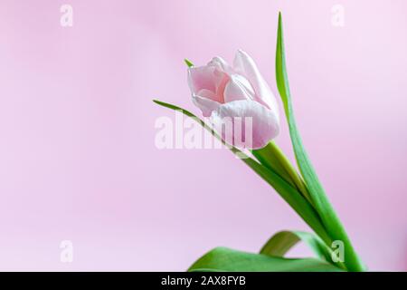 Blumenstrauß mit pinkfarbenen Tulpen für den Urlaub. Tag der Frau, Valentinstag, Namenstag. Auf pinkfarbenem Hintergrund. Kopierbereich Stockfoto