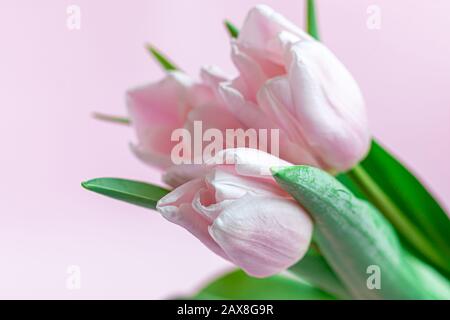 Blumenstrauß mit pinkfarbenen Tulpen für den Urlaub. Tag der Frau, Valentinstag, Namenstag. Auf pinkfarbenem Hintergrund. Kopierbereich Stockfoto
