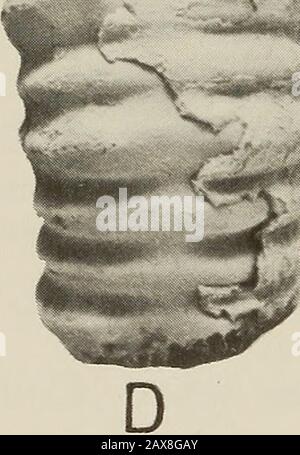 Annalen der South African Museum = Annale van sterben Suid-Afrikaanse Museum. Stockfoto