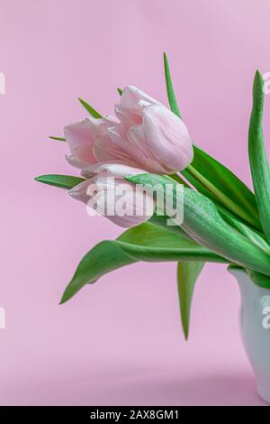 Blumenstrauß mit pinkfarbenen Tulpen für den Urlaub. Tag der Frau, Valentinstag, Namenstag. Auf pinkfarbenem Hintergrund. Kopierbereich Stockfoto