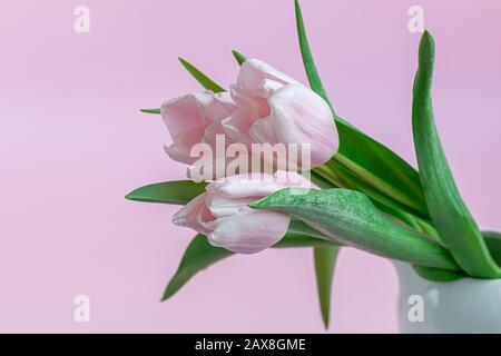 Blumenstrauß mit pinkfarbenen Tulpen für den Urlaub. Tag der Frau, Valentinstag, Namenstag. Auf pinkfarbenem Hintergrund. Kopierbereich Stockfoto