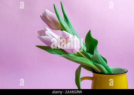 Blumenstrauß mit pinkfarbenen Tulpen für den Urlaub. Tag der Frau, Valentinstag, Namenstag. Auf pinkfarbenem Hintergrund. Kopierbereich Stockfoto