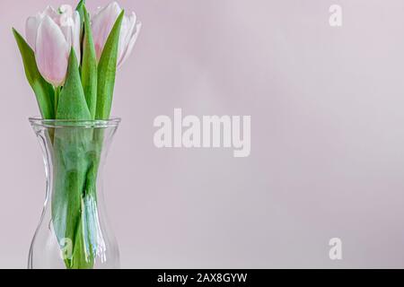 Blumenstrauß mit pinkfarbenen Tulpen für den Urlaub. Tag der Frau, Valentinstag, Namenstag. Auf pinkfarbenem Hintergrund. Kopierbereich Stockfoto