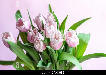 Blumenstrauß mit pinkfarbenen Tulpen für den Urlaub. Tag der Frau, Valentinstag, Namenstag. Auf pinkfarbenem Hintergrund. Kopierbereich Stockfoto