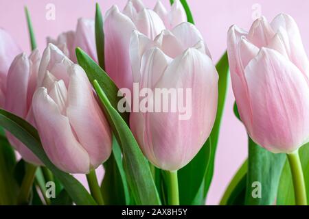 Blumenstrauß mit pinkfarbenen Tulpen für den Urlaub. Tag der Frau, Valentinstag, Namenstag. Auf pinkfarbenem Hintergrund. Kopierbereich Stockfoto
