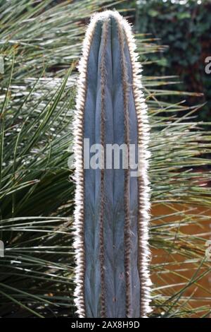 Kaktus pilosocereus pachycladus Stockfoto