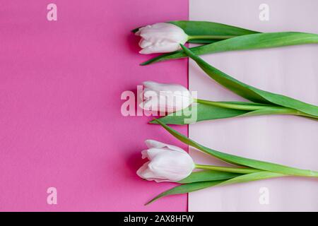 Blumenstrauß mit pinkfarbenen Tulpen für den Urlaub. Tag der Frau, Valentinstag, Namenstag. Auf pinkfarbenem Hintergrund. Kopierbereich Stockfoto