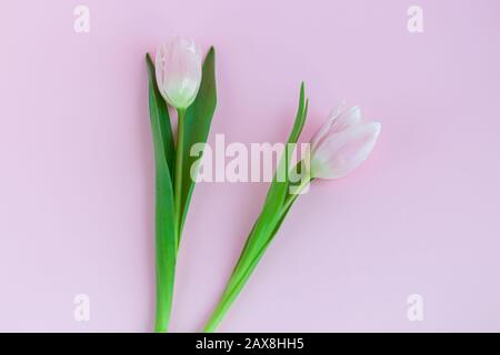Blumenstrauß mit pinkfarbenen Tulpen für den Urlaub. Tag der Frau, Valentinstag, Namenstag. Auf pinkfarbenem Hintergrund. Kopierbereich Stockfoto