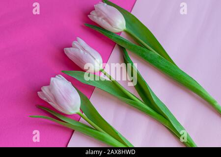 Blumenstrauß mit pinkfarbenen Tulpen für den Urlaub. Tag der Frau, Valentinstag, Namenstag. Auf pinkfarbenem Hintergrund. Kopierbereich Stockfoto