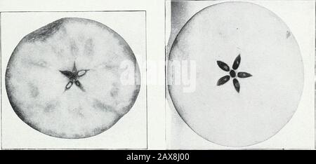 Untersuchungen zu Äpfeln: IStorage, Atmung und Wachstum; IIunlösliche Kohlenhydrate oder marc; IIImikroskopische und makroskopische Untersuchungen von apfelstärke . Abb. 1.-18. August 1903. Abb. 2.-25. September 1903.. Abb. 3.-23. Oktober 1903. Abb. 4.-30. Oktober. 1903. Stockfoto