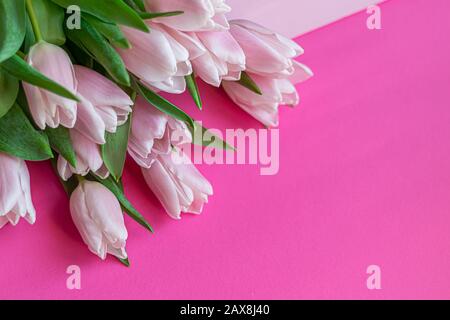 Blumenstrauß mit pinkfarbenen Tulpen für den Urlaub. Tag der Frau, Valentinstag, Namenstag. Auf pinkfarbenem Hintergrund. Kopierbereich Stockfoto