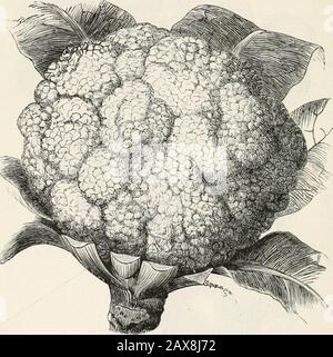 Die amerikanische Zeitschrift für Gartenbau und Blumenbegleitung . rund, mittelgroß, süß, mit angenehmem Aroma. Reift zwischen den ersten. 92 Verbesserte Frühe Pariser Blumenkohl. DER BOSTONER MARKT ODER VERBESSERTE FRÜHE PARISCAULIFLOWER. Dies ist eine der besten Sorten dieses köstlichen Gemüseanbaues, und ist sehr beliebt bei den Marktgärtnern über Boston, die es für dieses Klima durchschnittlich geeignet finden. Es wurde durch ein sorgfältiges Kultivierungssystem und eine Auswahl von Proben, von denen aus man Saatgut anbauen kann, in seinen heutigen Zustand versetzt. Es geht um die einzige Sorte, die zu jedem Extentf gewachsen ist Stockfoto