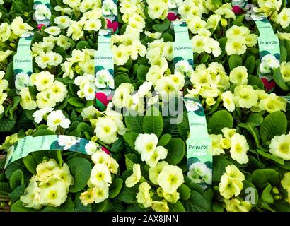 Gelbe Primrose Pflanzensorte Mojito in einem Gartencenter zum Verkauf bereit für die Frühlingsanpflanzung Stockfoto