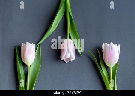 Blumenstrauß mit pinkfarbenen Tulpen für den Urlaub. Tag der Frau, Valentinstag, Namenstag. Auf dunklem Hintergrund. Kopierbereich Stockfoto