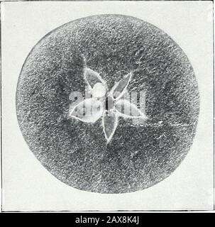 Untersuchungen zu Äpfeln: IStorage, Atmung und Wachstum; IIunlösliche Kohlenhydrate oder marc; IIImikroskopische und makroskopische Untersuchungen von apfelstärke . Abb. 5.-30. Oktober 1903. Abb. 6.-5. November 1903. Lage und Allmähliches Verschwinden von Apfelstärke, Winter Paradise. Bui. 94, Bureau of Chemistry, US Dept. Of Agriculture. Platte III. Stockfoto