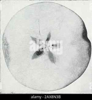 Untersuchungen zu Äpfeln: IStorage, Atmung und Wachstum; IIunlösliche Kohlenhydrate oder marc; IIImikroskopische und makroskopische Untersuchungen von apfelstärke . Abb. 3.-15. Oktober 1903. Abb. 4.-23. Oktober. 1903. Stockfoto