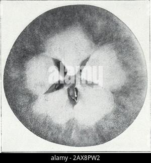 Untersuchungen zu Äpfeln: IStorage, Atmung und Wachstum; IIunlösliche Kohlenhydrate oder marc; IIImikroskopische und makroskopische Untersuchungen von apfelstärke . Abb. 1.-18. August. 1903. Abb. 2.-25. September, iyU3 1 1. jm r V M Stockfoto