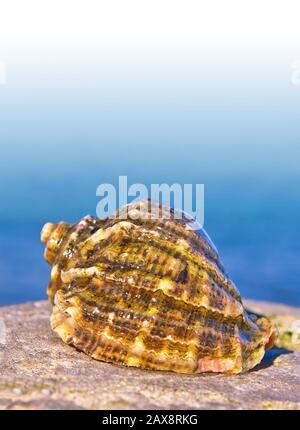 Leeres Seeschüllchen mariner Muscheln Rapana venosa und blaues Meer auf dem Hintergrund Stockfoto