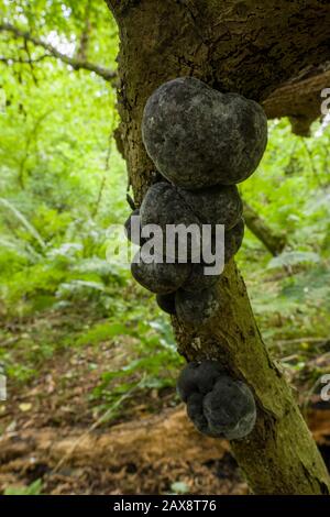 King Alfreds Kuchen oder Krampfbälle (Daldinia concentrica) Pilze, die auf einem verrotteten Ast in einem Wald, im Spätsommer, wachsen. Stockfoto