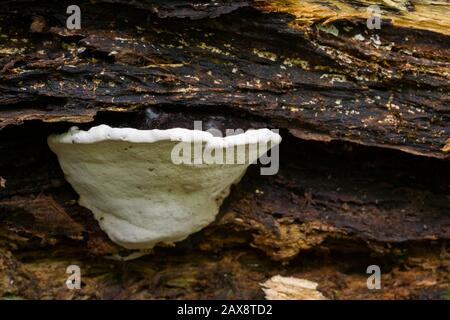 Eine Südliche Halterung (Ganoderma australe) Pilze auf einem verrottendem Holzboden. Stockfoto