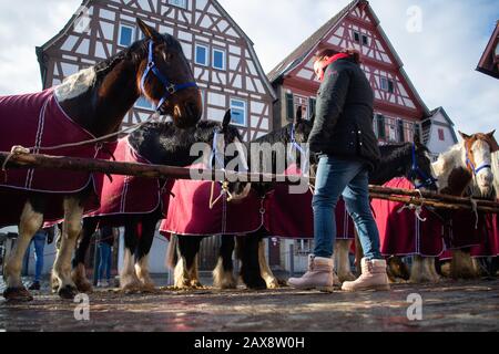 11. Februar 2020, Baden-Württemberg, Leonberg: Eine Frau sieht Pferde auf dem Marktplatz in Leonberg an. Der traditionelle Pferdemarkt findet zum 329. Mal statt. Foto: Tom Weller / dpa Stockfoto