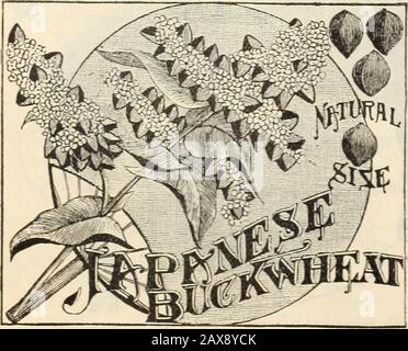 Topf angebaute und schichtbeere Erdbeerpflanzen, Sellerie, Kohl und andere Pflanzen, Knospen für die Vermehrung, Samen für die Herbstsäung . THE LOVETT COMPANY, LITTLE SILVER, N. J. 19 Stockfoto