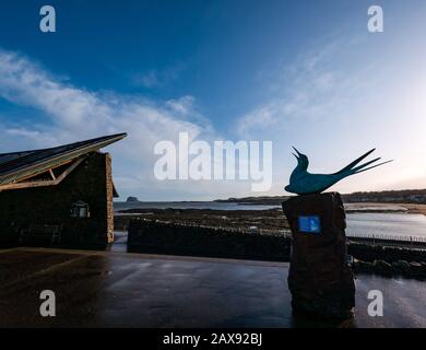 Arctic tern Sculpture von Geoffrey Dashwood im Scottish Seabird Center, North Berwick, East Lothian, Schottland, Großbritannien am Wintertag Stockfoto