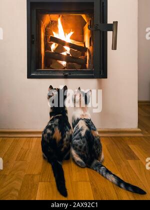 Zwei Katzen, die auf Flammen blicken, feuern Holz im offenen Kamin. Neugierige Calico-Katzen beobachten Flammen im heimischen Kamin mit geöffneten Türen. Urlaub Winter C Stockfoto