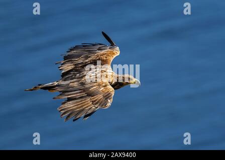 Weißwedeladler - Haliaetus albicilla, schöner großer Greifvogel von europäischen Küsten und Gewässern, Runde-Insel, Norwegen. Stockfoto